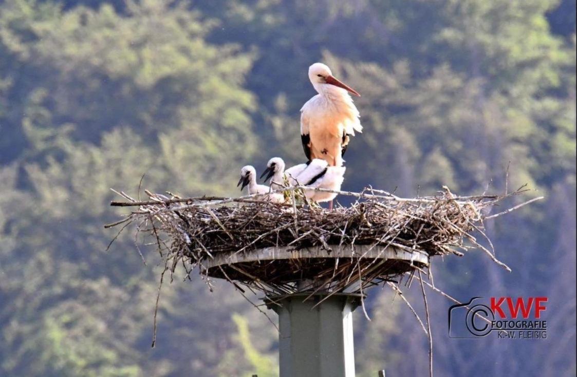 Ferienwohnung Storchennest Eisfeld Exteriér fotografie